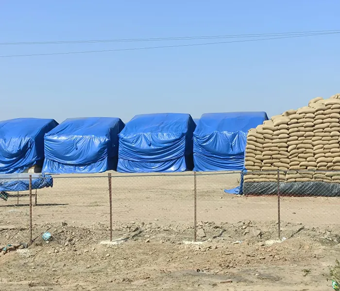 Blue multilayer tarpaulins covering stacks of grain sacks in open storage